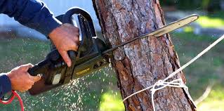 Best Tree Maintenance Programs  in Benbrook, TX