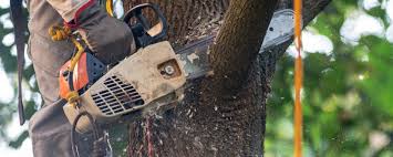 Best Palm Tree Trimming  in Benbrook, TX