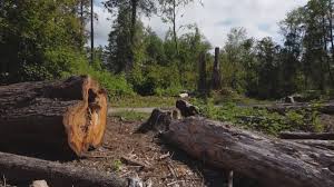 Professional Tree Services in Benbrook, TX