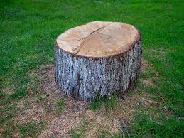 Best Tree Maintenance Programs  in Benbrook, TX