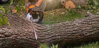 Best Lawn Grading and Leveling  in Benbrook, TX