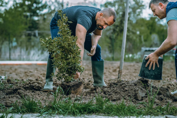 Best Arborist Consultation Services  in Benbrook, TX