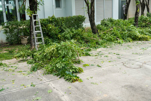 Best Tree Disease Treatment  in Benbrook, TX