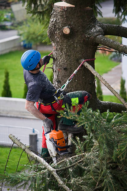 How Our Tree Care Process Works  in  Benbrook, TX