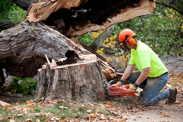 Best Lawn Renovation and Restoration  in Benbrook, TX