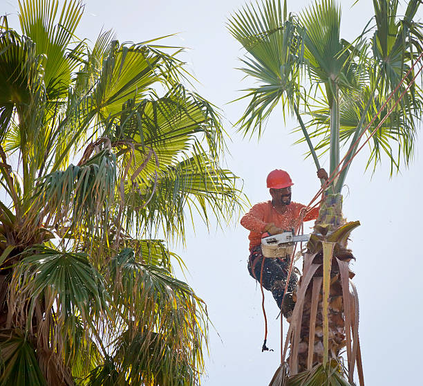 Tree and Shrub Care in Benbrook, TX