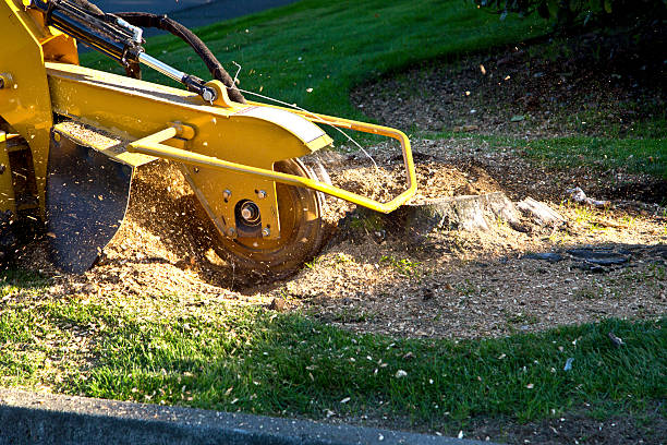 Best Lawn Dethatching  in Benbrook, TX