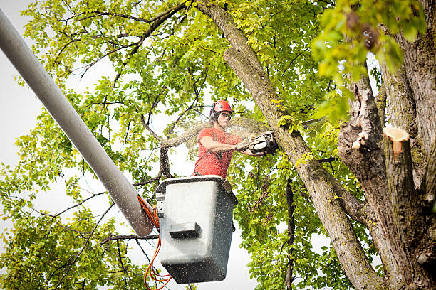 Best Utility Line Clearance  in Benbrook, TX
